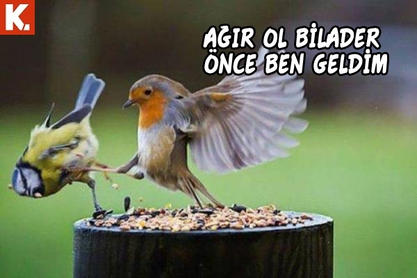 Hayvanlar dile gelirse! 20