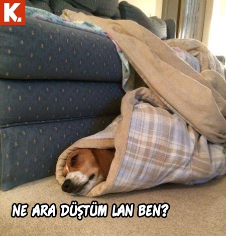 Hayvanlar dile gelirse! 21