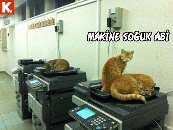 Hayvanlar dile gelirse! 22