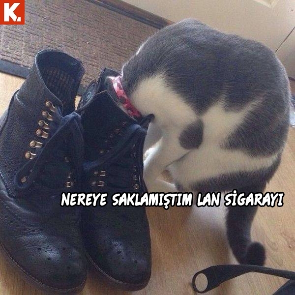 Hayvanlar dile gelirse! 23