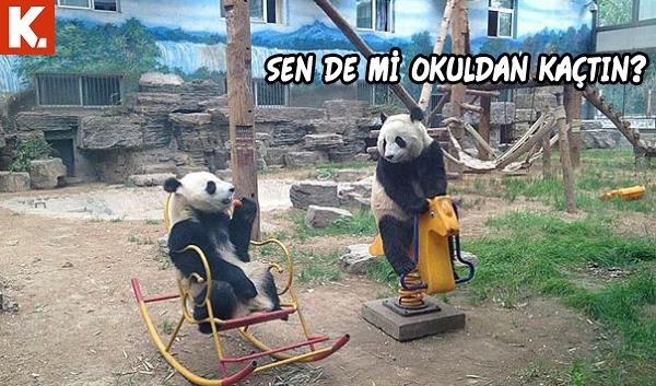 Hayvanlar dile gelirse! 27