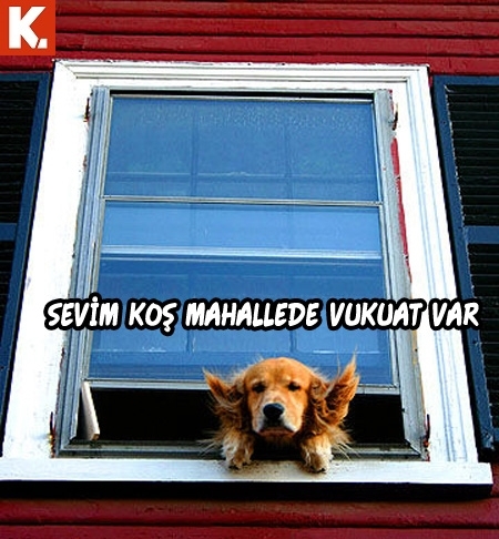 Hayvanlar dile gelirse! 28