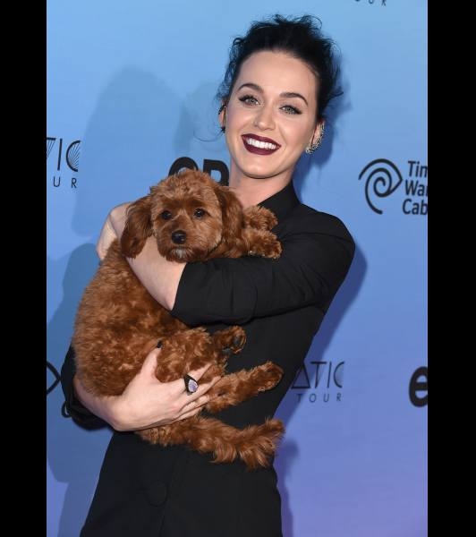 Ünlüler ve sevimli köpekleri 4