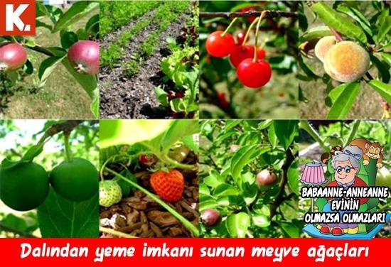 Babaanne-Anneanne evinin olmazsa olmazları 14