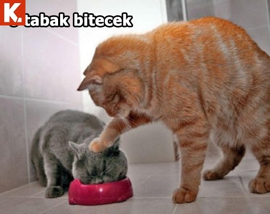 Sıcak havalardan bunalanlara 16