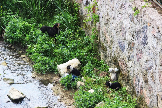 Yavruları itfaiye kurtardı 1