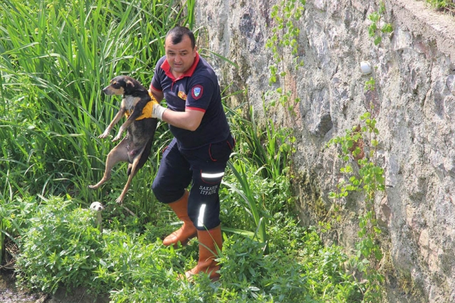 Yavruları itfaiye kurtardı 2