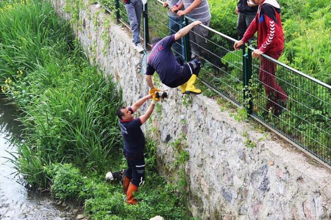 Yavruları itfaiye kurtardı 3