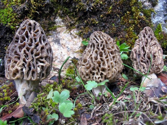 Kilosu bin TL ama zehirli 1