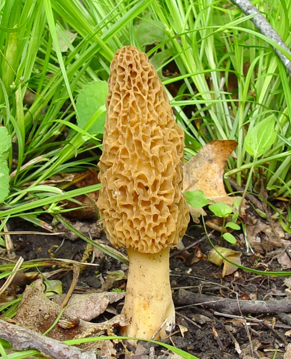 Kilosu bin TL ama zehirli 4