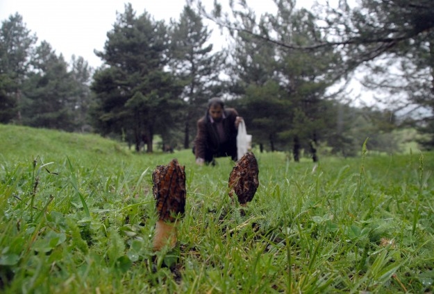 Kilosu bin TL ama zehirli 6