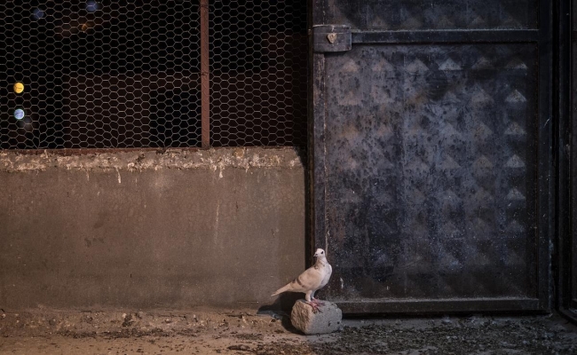 İç savaş güvercinleri de yuvasından etti 8