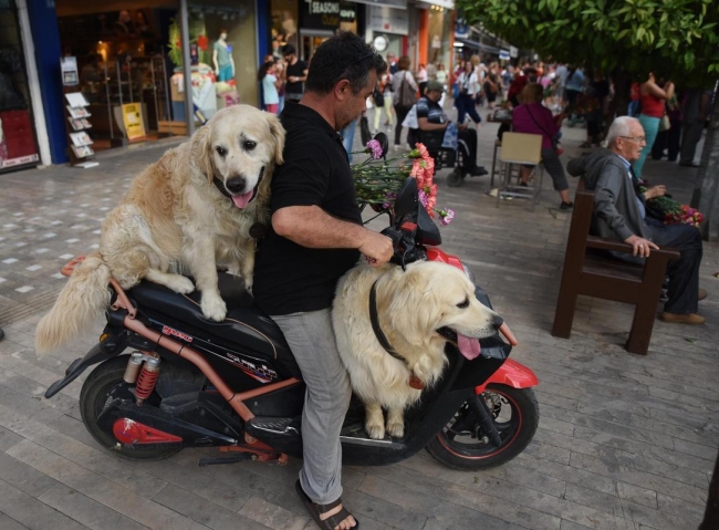 Antalya çiçek açtı 5