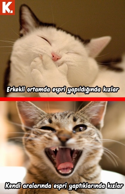 Yorgunluk giderici capsler 2