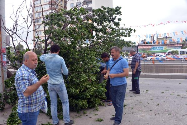 Adana'da kayısı toplama yarışı 1