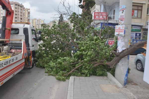 Adana'da kayısı toplama yarışı 6