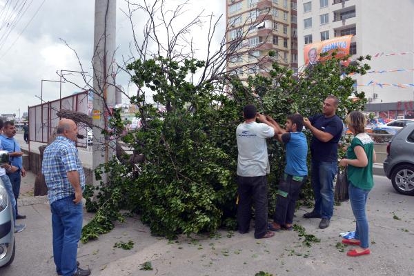 Adana'da kayısı toplama yarışı 3