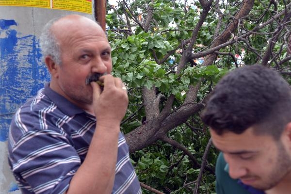 Adana'da kayısı toplama yarışı 5