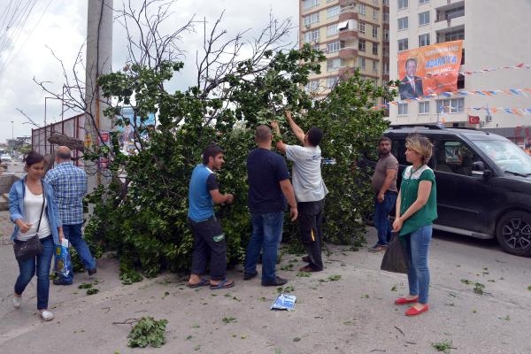 Adana'da kayısı toplama yarışı 10