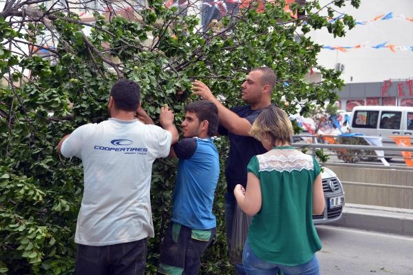 Adana'da kayısı toplama yarışı 11