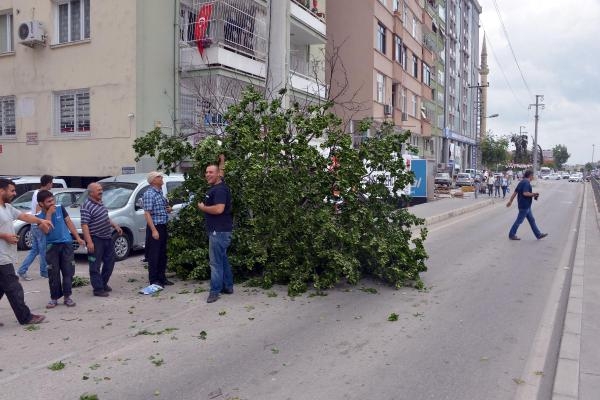 Adana'da kayısı toplama yarışı 12
