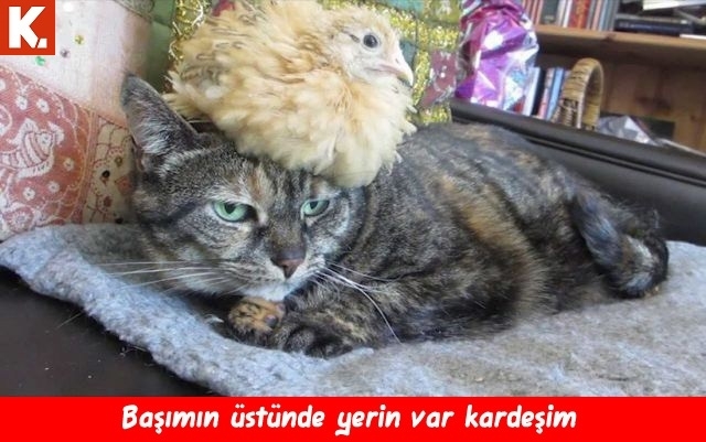 Evladiyelik capsler 6