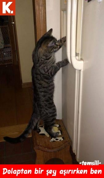 Evladiyelik capsler 9