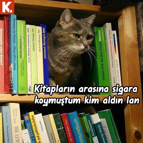 Arşivciler için capsler 2 1