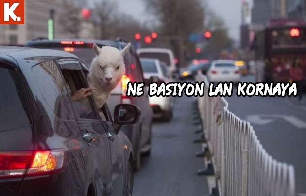 Arşivciler için capsler 2 4