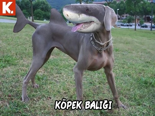 Arşivciler için capsler 2 6