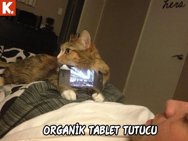 Arşivciler için capsler 2 13