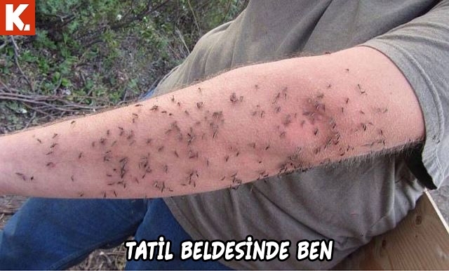 Arşivciler için capsler 2 14