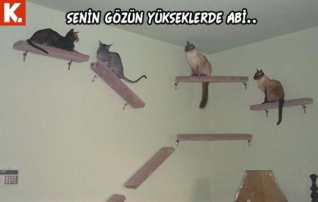 Arşivciler için capsler 2 16