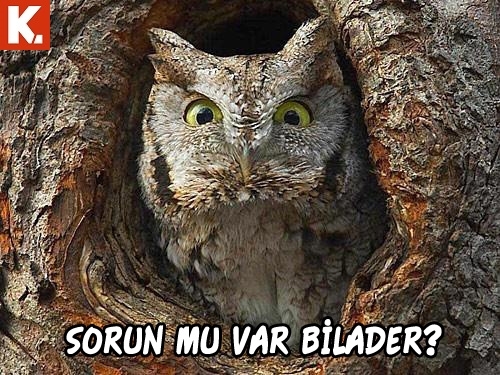 Arşivciler için capsler 2 17