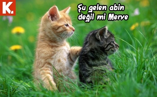 Arşivciler için capsler 2 18