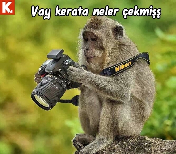 Arşivciler için capsler 2 19