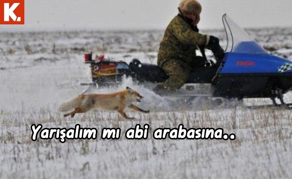 Arşivciler için capsler 2 20