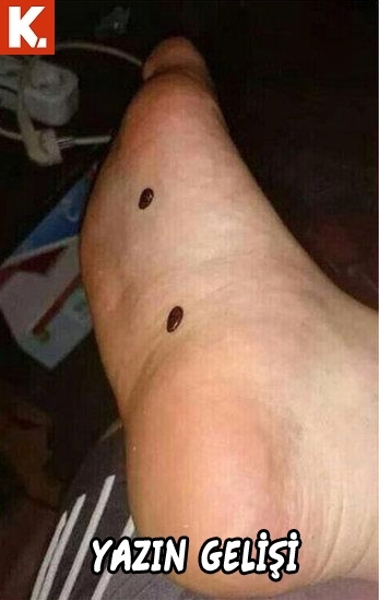 Arşivciler için capsler 2 21