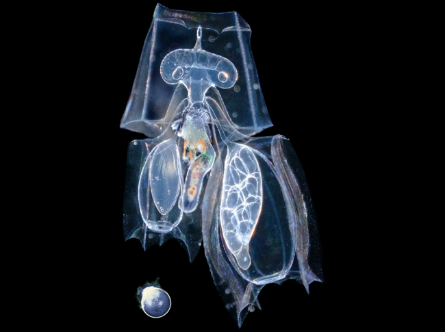 Okyanusta Yaşayan 'Alien'lar! 3