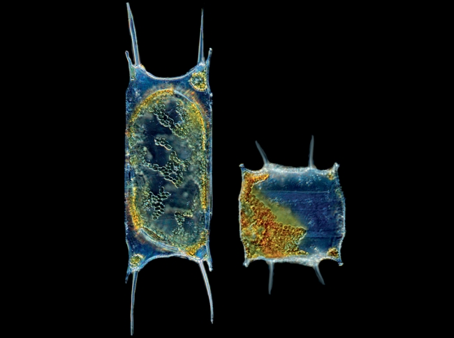 Okyanusta Yaşayan 'Alien'lar! 1