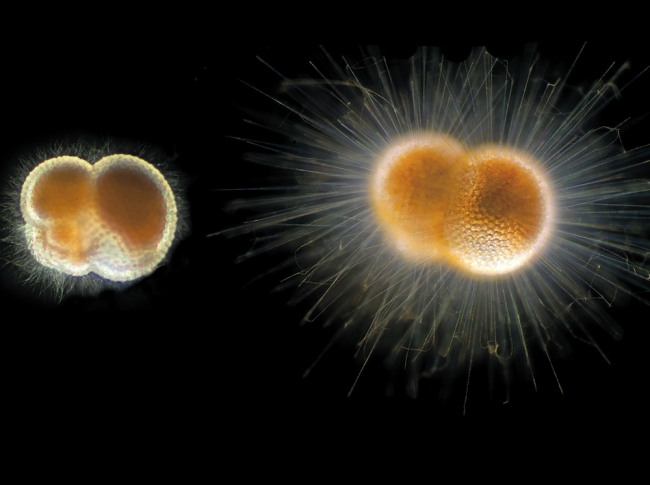 Okyanusta Yaşayan 'Alien'lar! 2