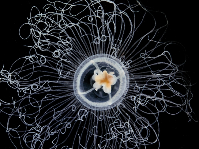 Okyanusta Yaşayan 'Alien'lar! 4