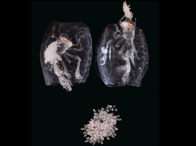 Okyanusta Yaşayan 'Alien'lar! 5