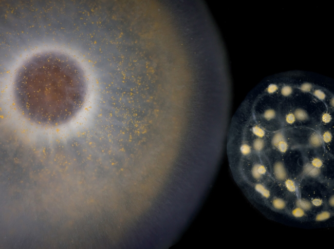 Okyanusta Yaşayan 'Alien'lar! 6