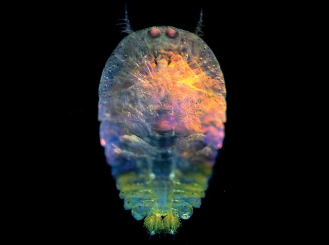 Okyanusta Yaşayan 'Alien'lar! 7