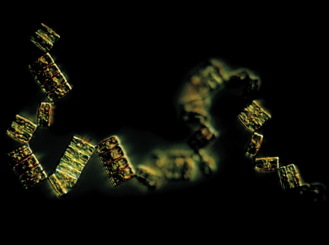 Okyanusta Yaşayan 'Alien'lar! 8