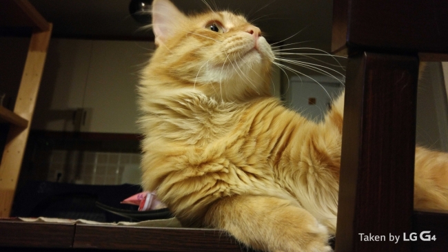 Bu fotoğraflar LG G4 ile çekildi 10