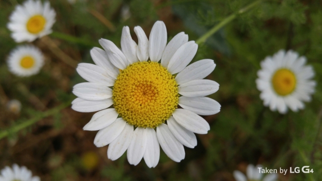 Bu fotoğraflar LG G4 ile çekildi 3