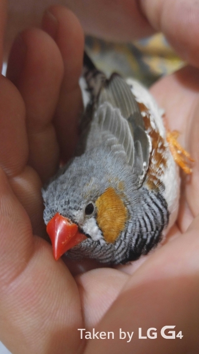 Bu fotoğraflar LG G4 ile çekildi 15