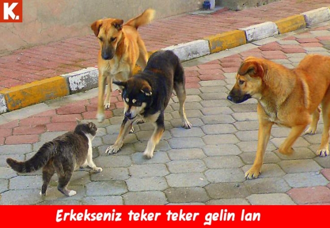 Ortaya karışık eğlenceli capsler 1 6